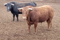 Two bulls, one black, another brown looking you Royalty Free Stock Photo