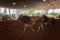 Bulls In The Ring Of A Rodeo Royalty Free Stock Photo