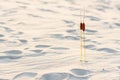 Two bulrush plants with two heads in the sand at sunset. Togetherness concept. Royalty Free Stock Photo