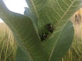 Two bumble bees on a milkweed plant