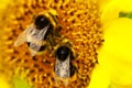 Two bumble bees on sunflower Royalty Free Stock Photo