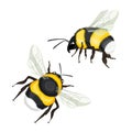 Two bumble bees with wings flying vector illustration Royalty Free Stock Photo