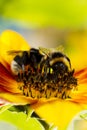 Two of the Bumblebee on a flower of a sunflower