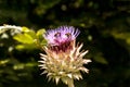 Two bumblebees on artichoke head