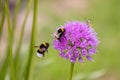 two bumblebees and a bee on an allium flower in the garden Royalty Free Stock Photo