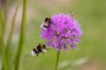two bumblebees and a bee on an allium flower in the garden Royalty Free Stock Photo