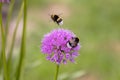 two bumblebees and a bee on an allium flower in the garden Royalty Free Stock Photo