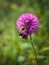 Two bumblebees and a beetle on a purple flower macro shot Royalty Free Stock Photo