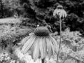 Two bumblebees on blooming Echinacea flowers Royalty Free Stock Photo