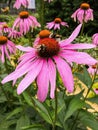 Two bumblebees on blooming Echinacea flowers Royalty Free Stock Photo