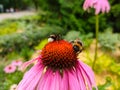 Two bumblebees on blooming Echinacea flowers Royalty Free Stock Photo