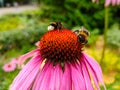 Two bumblebees on blooming Echinacea flowers Royalty Free Stock Photo