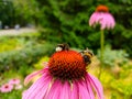 Two bumblebees on blooming Echinacea flowers Royalty Free Stock Photo