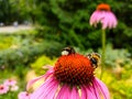 Two bumblebees on blooming Echinacea flowers Royalty Free Stock Photo