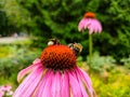 Two bumblebees on blooming Echinacea flowers Royalty Free Stock Photo