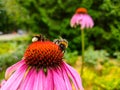 Two bumblebees on blooming Echinacea flowers Royalty Free Stock Photo