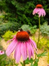 Two bumblebees on blooming Echinacea flowers Royalty Free Stock Photo