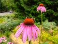 Two bumblebees on blooming Echinacea flowers Royalty Free Stock Photo