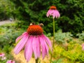 Two bumblebees on blooming Echinacea flowers Royalty Free Stock Photo