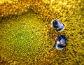 Two bumblebees crawnling on a large sunflower