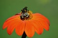 Two Bumblebees feeding on Mexican Sunflower Royalty Free Stock Photo