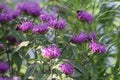 Two Bumblebees gathering pollen on purple Bee Balm flowers in a garden Royalty Free Stock Photo