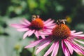 Two bumblebees pollinate Echinacea purpurea flowers in the garden. Selective focus Royalty Free Stock Photo