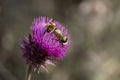 Two Bumblebees on a Purple Thistle Flower in Utah Mountains Royalty Free Stock Photo