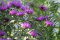 Two bumblebees sitting on purple Bee Balm flowers in a garden in Wisconsin Royalty Free Stock Photo