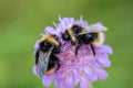 Two bumblebees sitting on the same pink flower full of pollen