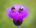 Two Bumblebees on thistle head Royalty Free Stock Photo