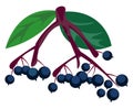 Two bunch of elderberries on the branches of a tree vector or color illustration