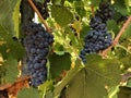 Two bunches of concord grapes, in closeup, on a vine.