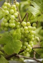 Two bunches of juicy green grapes on a vine Royalty Free Stock Photo
