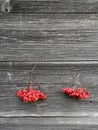 Two bunches rowan berries on old wooden wall background