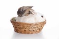 Two bunnies in brown basket