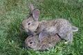 Two bunnies Royalty Free Stock Photo