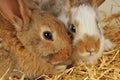 Two bunnies on the hay