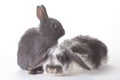 Two bunny, isolated