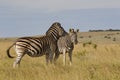 Two Burchell`s zebra standing in afternoon sun Royalty Free Stock Photo