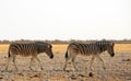 Two Common - Burchell - Zebra walking across the African Plains Royalty Free Stock Photo