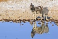 Two Burchell Zebra drinking with beautiful water reflection Royalty Free Stock Photo