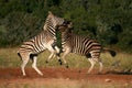 Two burchell zebra fighting and jumping Royalty Free Stock Photo