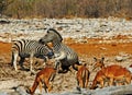 Two Burchell Zebra showing aggression to each other Royalty Free Stock Photo