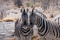 Two Burchells Plains Zebra in Etosha National Park, Namibia Royalty Free Stock Photo