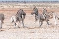 Two Burchells zebra stallions getting ready to attack each other