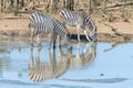 Two Burchells zebras with their reflections visible, drinking water