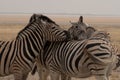 Two Burchells Zebras resting their heads on the back of a third zebra in the  yellow grasslands of Etosha National Park, Namibia, Royalty Free Stock Photo