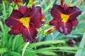 Two burgundy red daylily flowers. Ed Murray breed Royalty Free Stock Photo