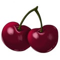 two burgundy red ripe cherries